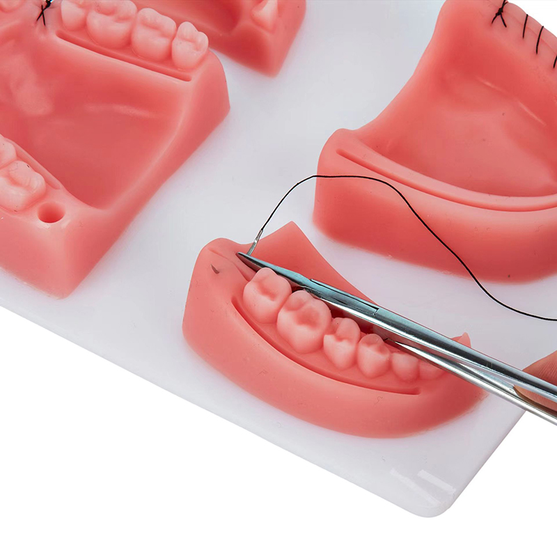 Zahnmedizinisches Chirurgie-Üb – Medical Lab Kit Bewertung und Preis